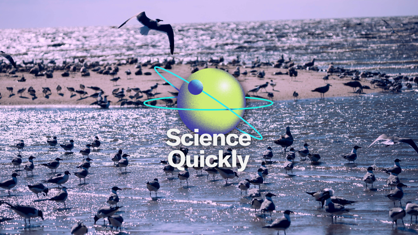 Bird Flu, A 3-Part Series