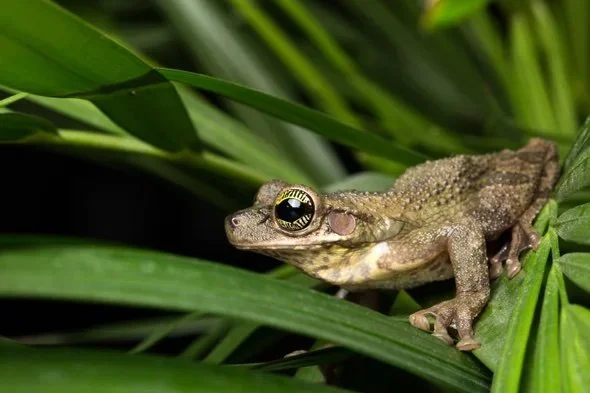 Sound(E)scapes: Amazon Frog Choruses at Night