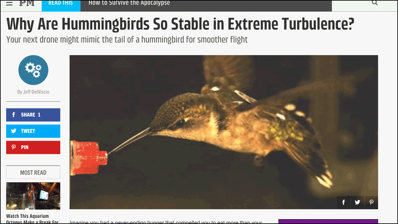 Hummingbirds in Wind Tunnels