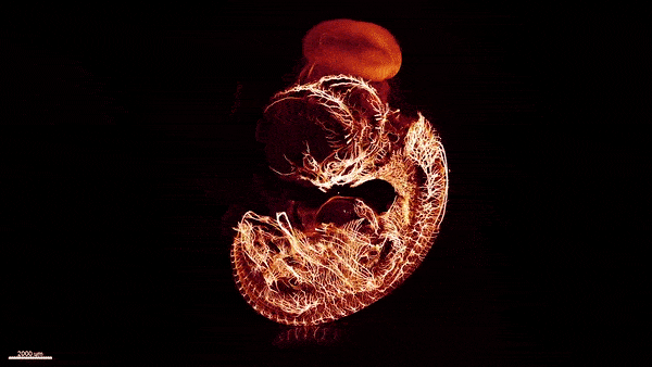 Cannibalistic Cancer, Protection from 'Blast Belly'